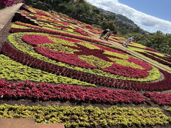 Small red, pink, and green plants planted in a circular design. 
